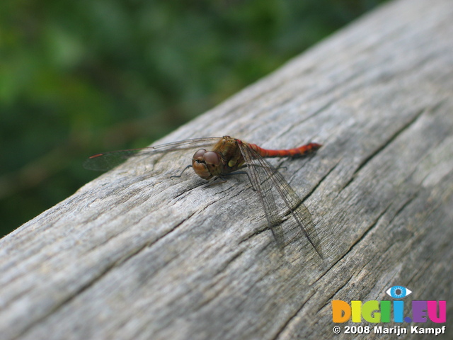 28159 Red Dragonfly on tree Common Darter (Sympetrum striolatum)